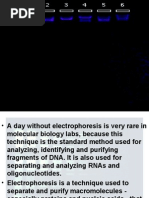 Download Student Principles of Gel Electrophoresis by api-3858544 SN7358540 doc pdf