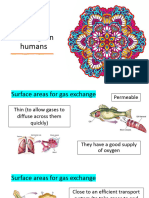 Gas Exchange in Humans - Biology