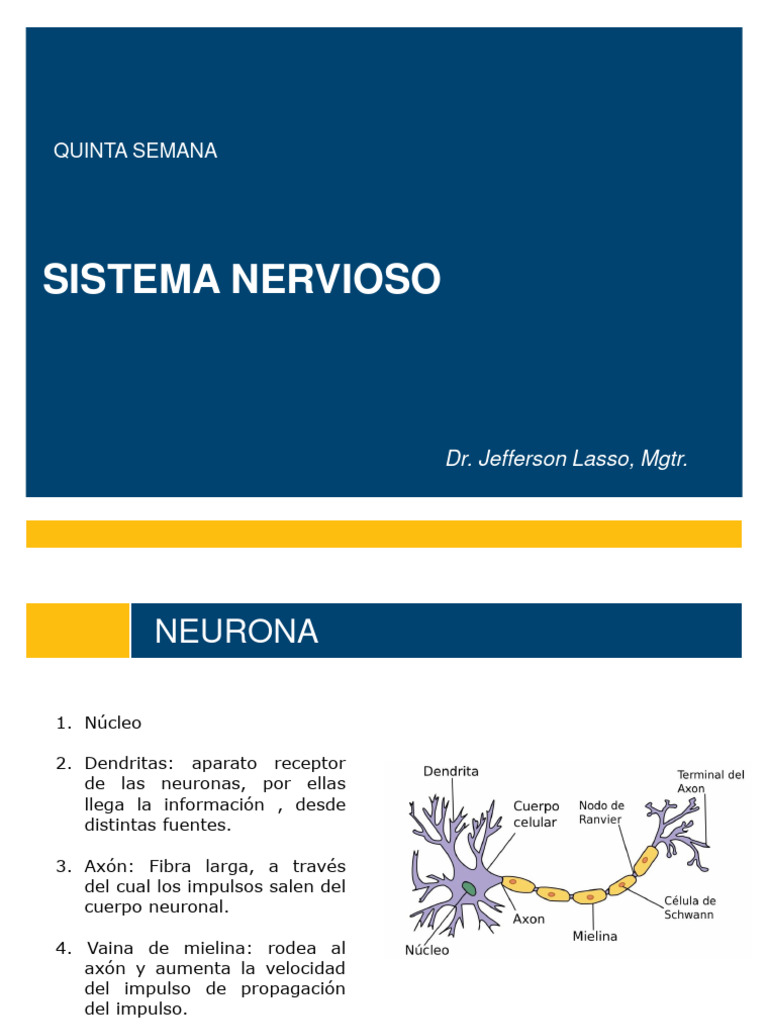 CLASE 4 Sistema Nervioso Central-1 | PDF | Sistema nervioso | Sistema ...