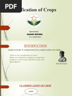 Ratooning in Sugarcane Agriculture | PDF | Agriculture | Horticulture