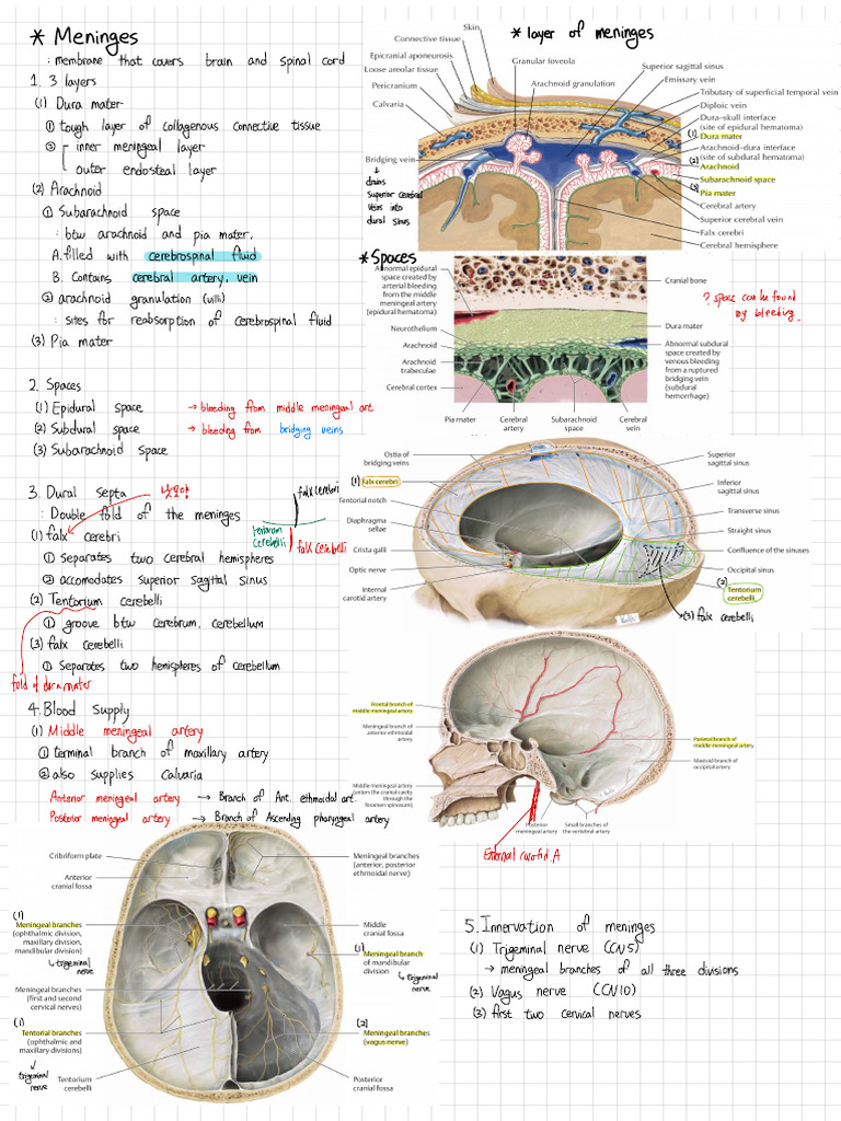 5 Brain | PDF | Vein | Cerebrospinal Fluid
