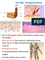 Part 4- Anatomy of the Skin
