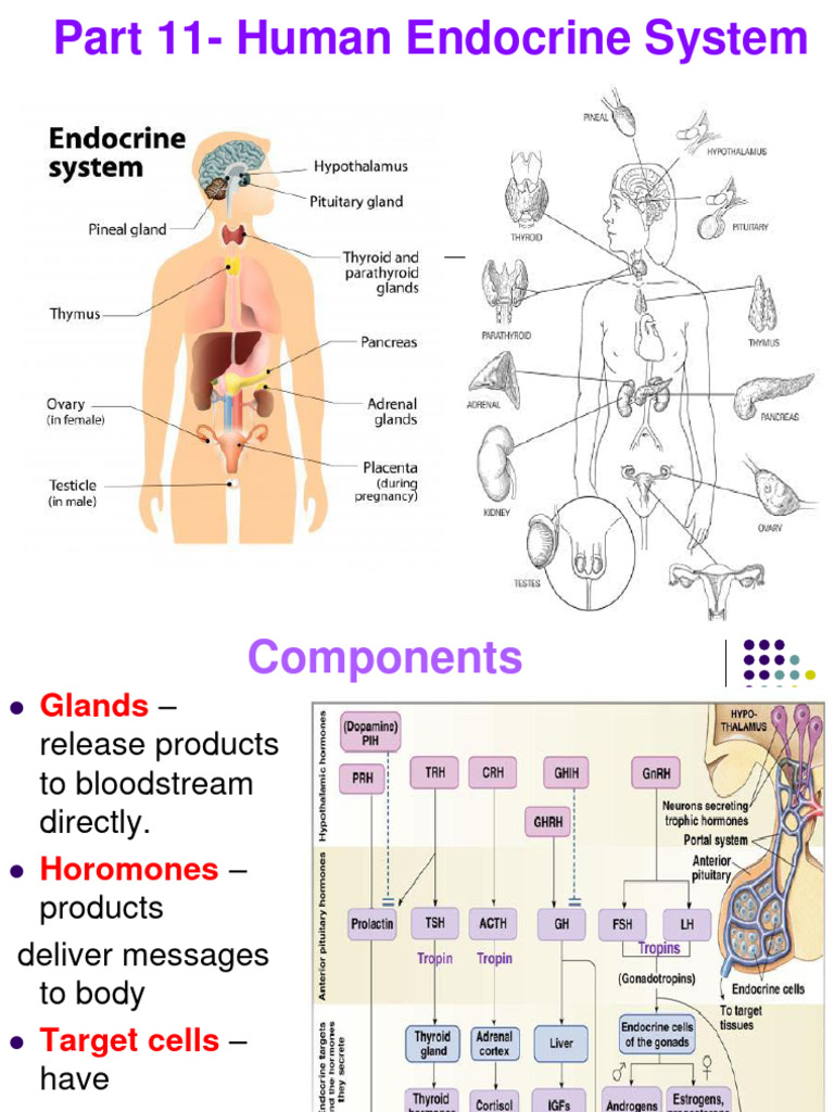 Overview of the Human Endocrine System | PDF | Endocrine System | Hormone