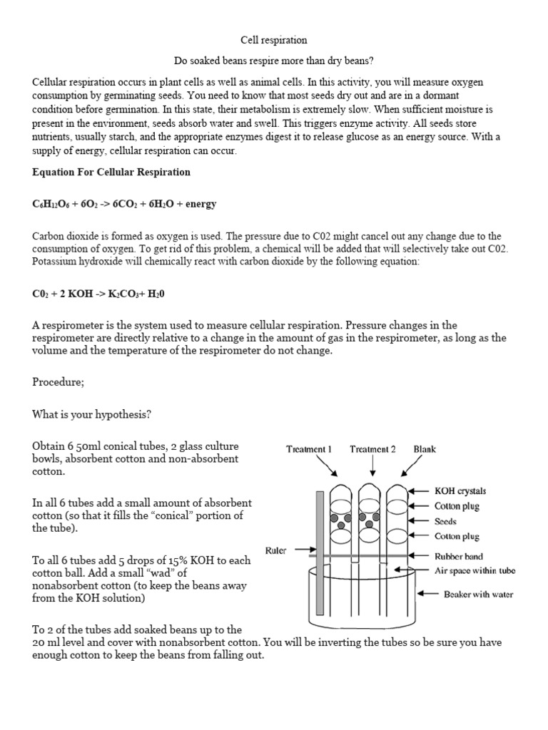 Cell Respiration PDF Seed Cellular Respiration