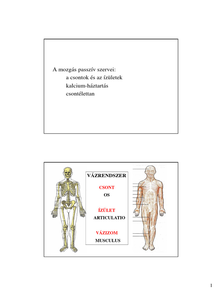 4 Csont Izulet | PDF