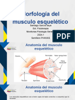 Morfologia Del Musculo Esqueletico