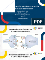 Acoplamiento Excitación-Contracción Del Musculo Esqueletico