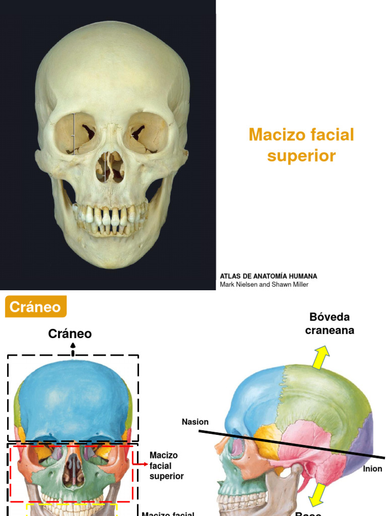 Anatomía del Macizo Facial Superior | PDF | Sistema esquelético | Cara