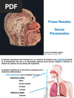 Anatomía de la Nariz y Fosas Nasales | PDF | Nariz humana | Cara