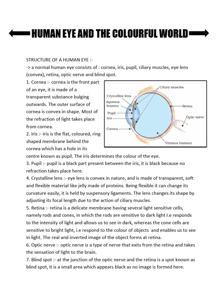 Human Eye and The Colourful World | PDF | Eye | Sunset