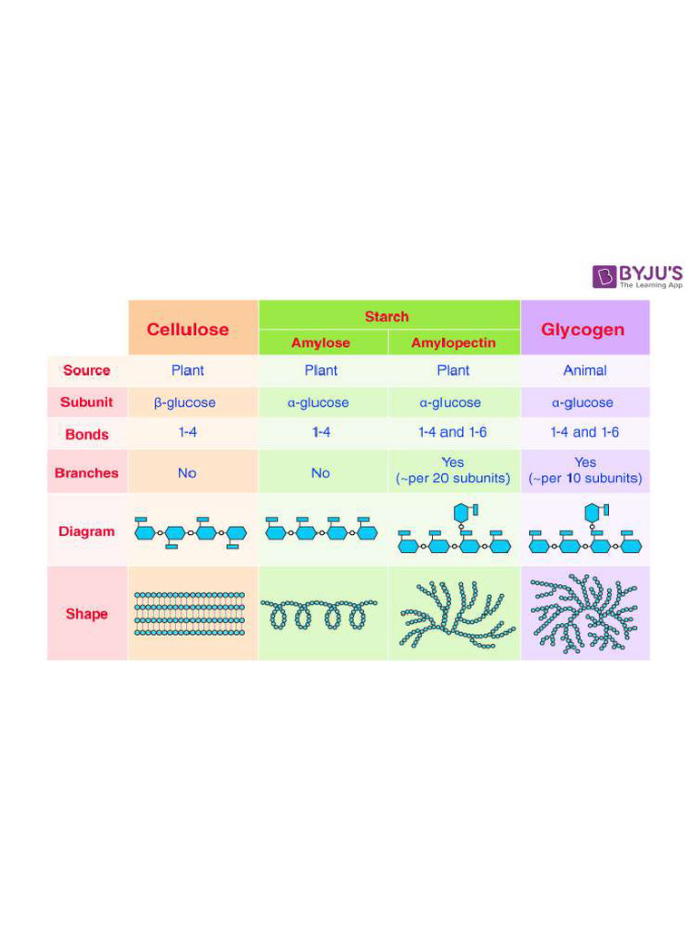 Difference Between Starch Cellulose And Glycogen Pdf