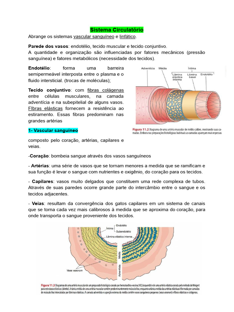 Estrutura E Função Do Sistema Circulatório Pdf Endotélio Artéria