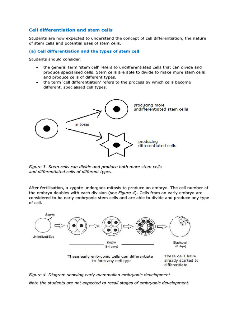 IGCSE STEM CELLS | PDF