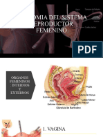 Anatomia Del Sistema Reproductor Femenino