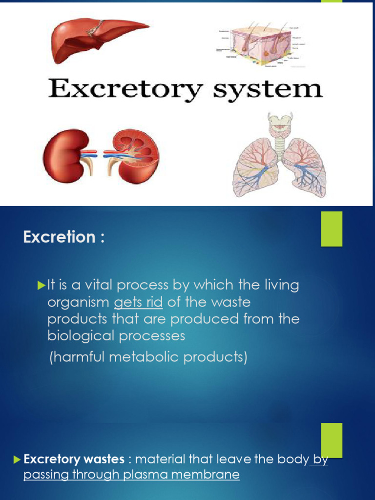 Excretion Processes in Cockroaches | PDF | Excretion | Skin
