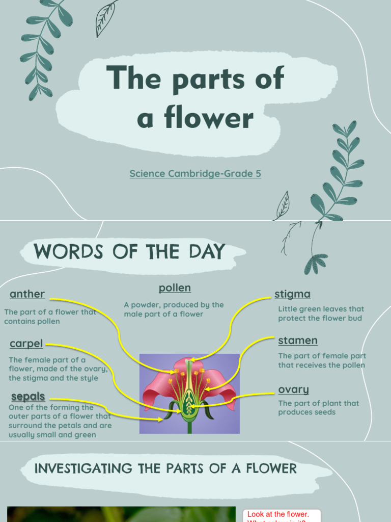 Understanding Flower Anatomy for Kids | PDF