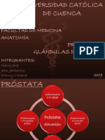 Próstata y Glándulas de Cowper
