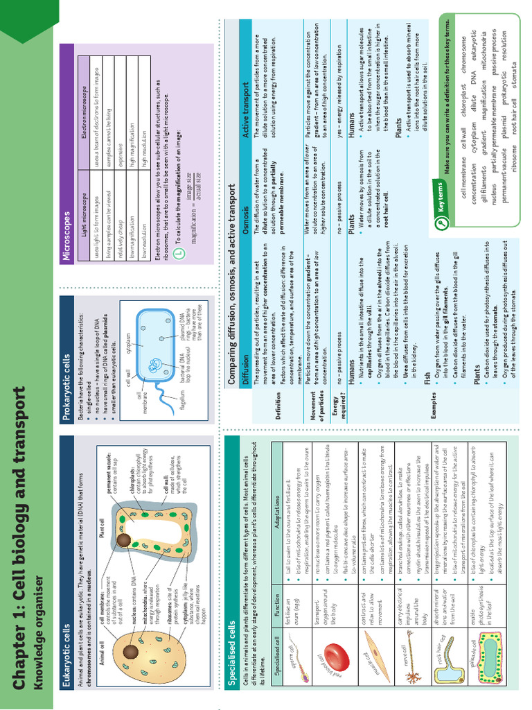 Cell Theory and Eukaryotic Cells Overview | PDF | Cell (Biology ...