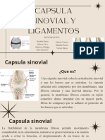 Capsula Sinovial y Ligamentos