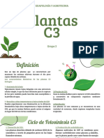 Plantas C3 - Grupo 2