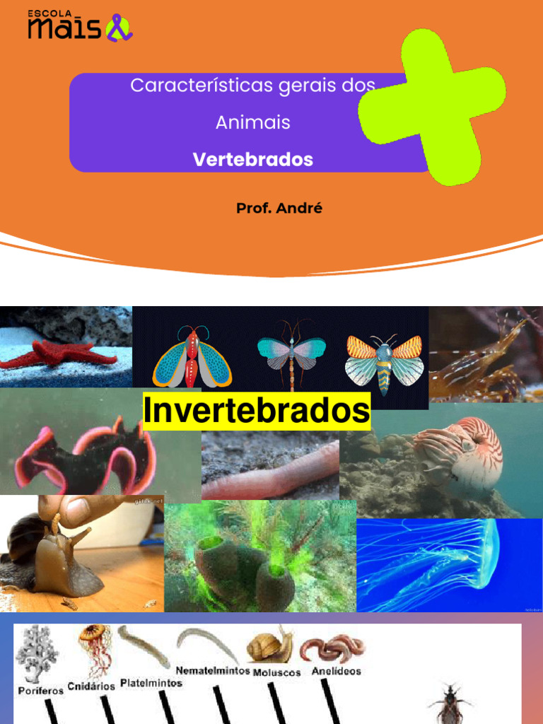 Revisão Invertebrados e Vertebrados 7 Ano | PDF
