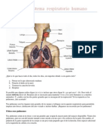 Imagen Del Sistema Respiratorio Humano