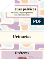 Pelvis - urinarios y genitales internos masculinos