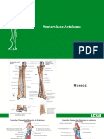 Músculos y Tendones Extensores de Muñeca | PDF | Mano | Extremidades ...