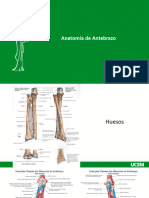 Anatomía Antebrazo 2020