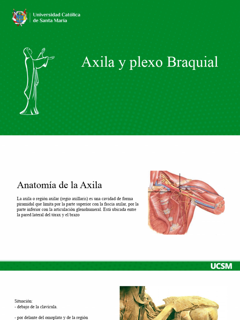 Anatomía de la Axila y Plexo Braquial | PDF | Anatomía | Anatomía humana