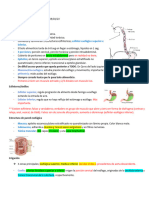 Apuntes GASTRO