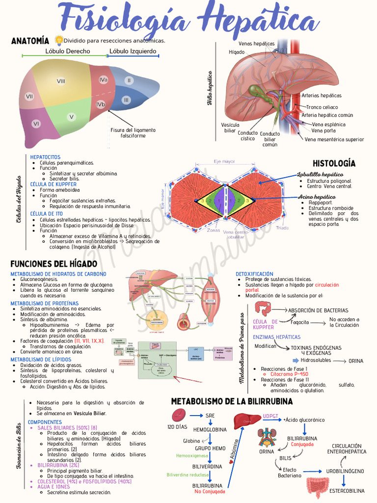 Fisiología Hepática | Descargar gratis PDF | Hígado | Especialidades ...