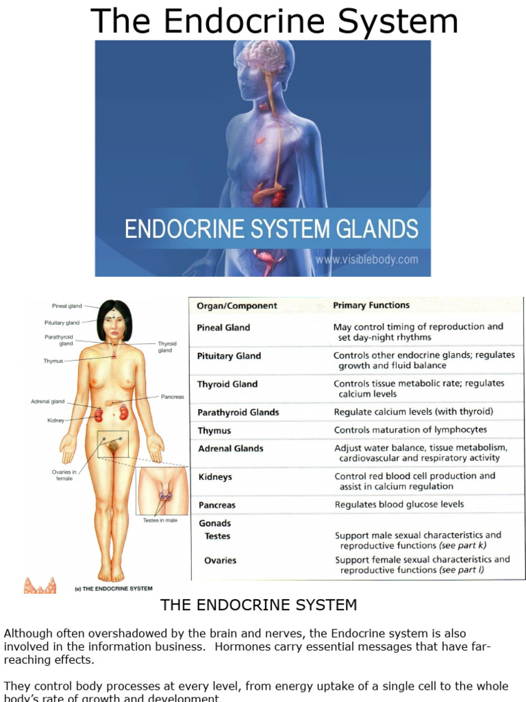 Understanding the Endocrine System | PDF | Pancreas | Adrenal Gland