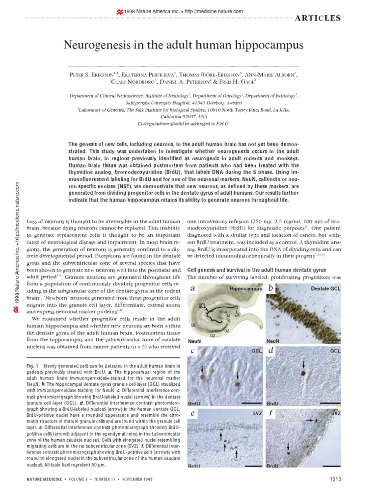 Neurogenesis in Adult Human Brain | PDF | Neurogenesis | Hippocampus