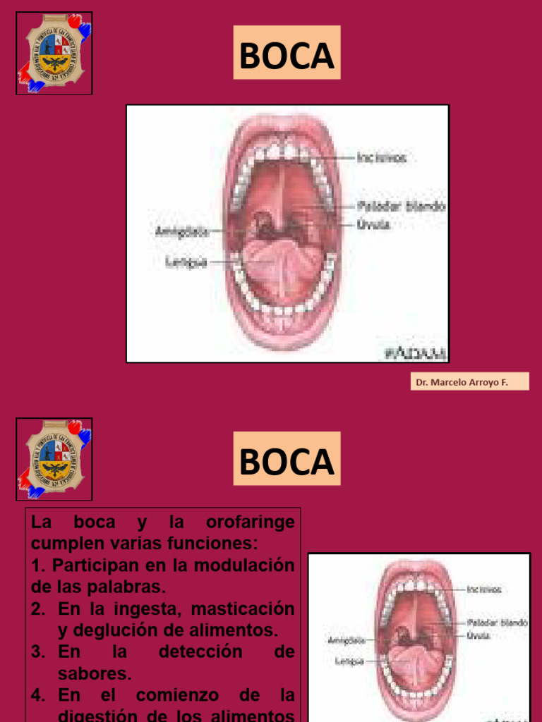 Funciones y Alteraciones de la Boca | PDF | Boca | Especialidades Medicas