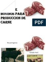 Bovino de Carne