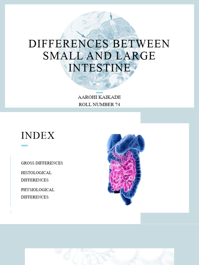Small vs Large Intestine Differences | PDF | Small Intestine ...