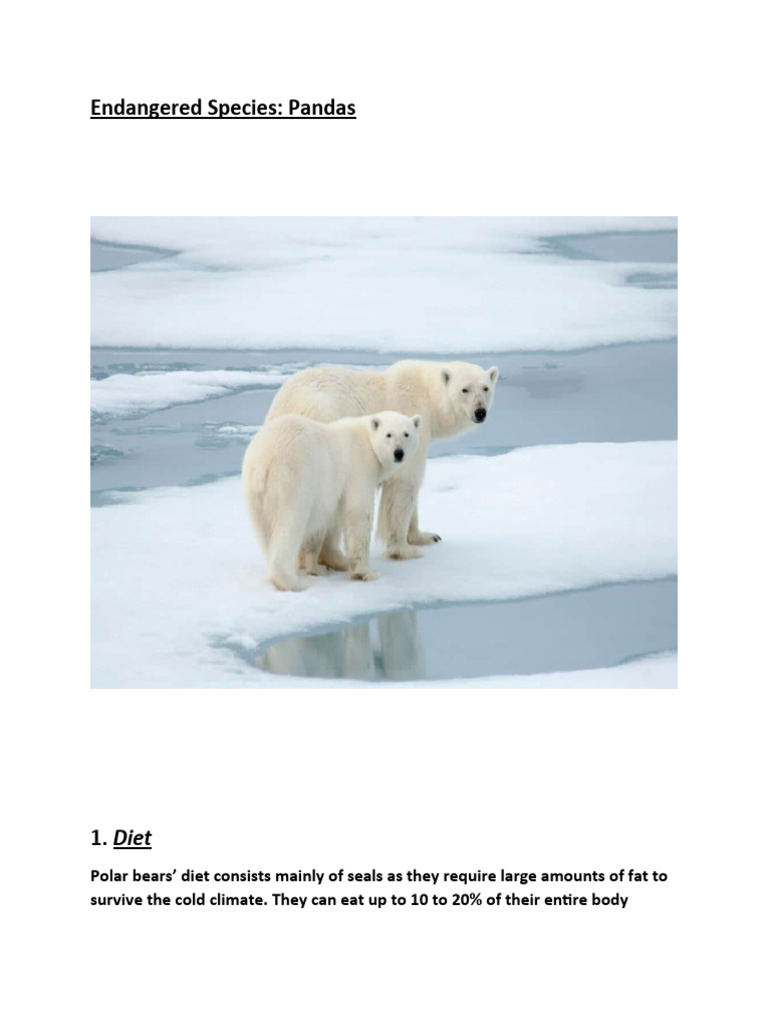 Endangered Species Panda 8-0 Article R | PDF | Polar Bear | Pinniped
