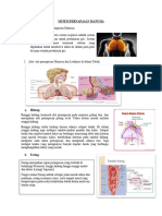 Rangkuman SISTEM PERNAPASAN MANUSIA