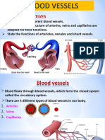 Blood Vessels