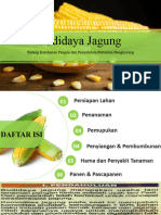 Budidaya Jagung (3)