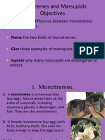 LS - Monotremes and Marsupials