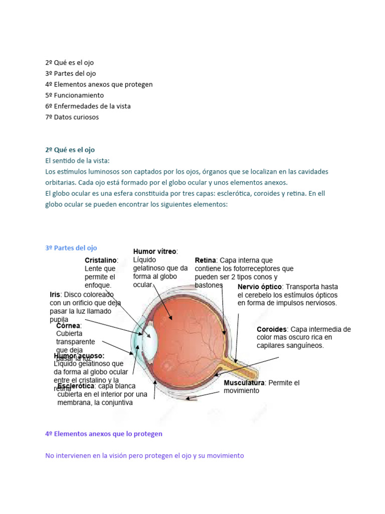 La Vista - Un Poco de Información | PDF | Ojo humano | Ojo