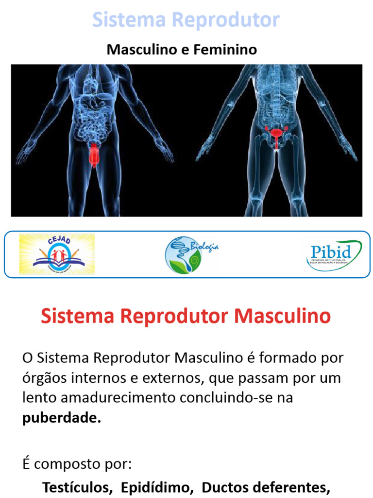 Sistema Reprodutor: Masculino e Feminino | PDF | Menstruação | Sistema ...