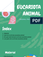 Cel Lula Eucariota Animal BIOLOGIA