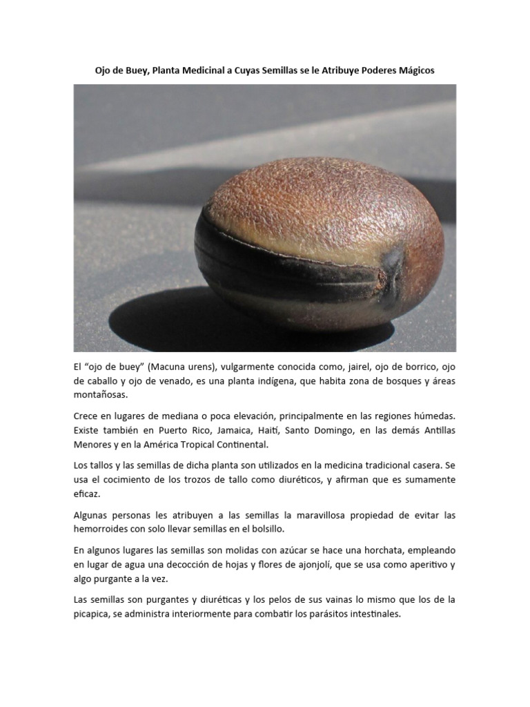 Ojo de Buey: Propiedades y Usos Mágicos | PDF | Salud y bienestar