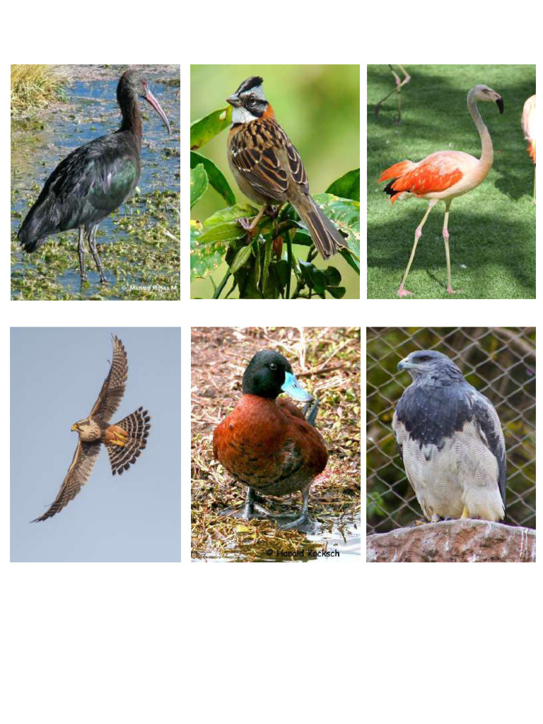 Aves | PDF