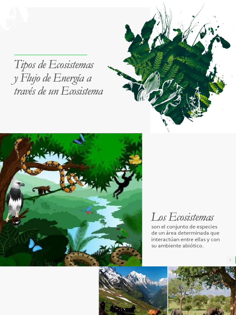 Tipos de Ecosistemas y Flujo Energético | PDF | Ecosistema | Suelo