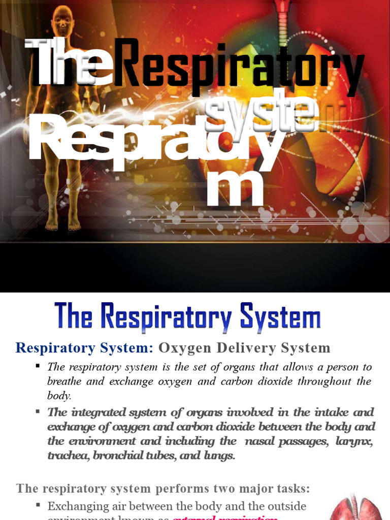 Overview of the Respiratory System | PDF | Lung | Respiratory Tract