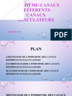 Epididyme Canaux Defferents Canaux Ejaculateurs